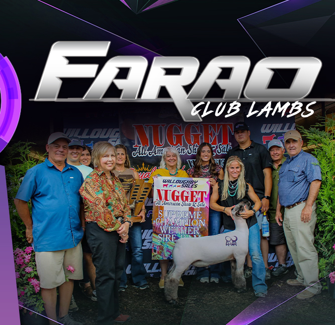 W2 Livestock - Farao Club Lambs