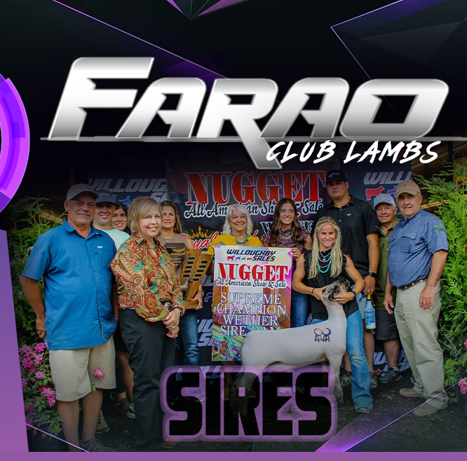 W2 Livestock and Farao Club Lambs - Sires