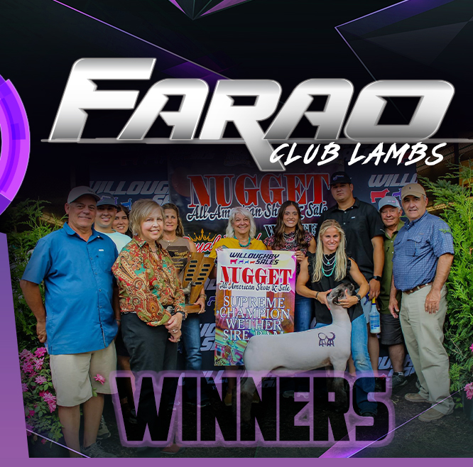 W2 Livestock and Farao Club Lambs - Winners