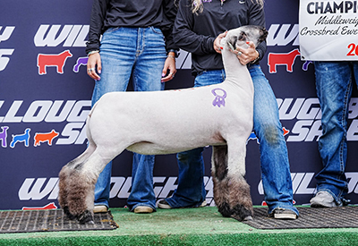 Reserve Champion Middleweight Crossbred Ewe
All-American Nugget Show & Sale